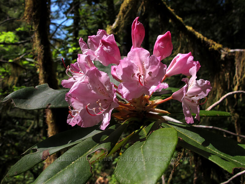 Pacific rhododendron (Rhododendron macrophyllum) [Kopetski Trail, Opal Creek Scenic Recreation Area, Marion County, Oregon]