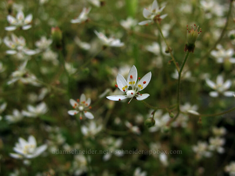 rusty saxifrage (Micranthes ferruginea (Saxifraga ferruginea)) [Kopetski Trail, Opal Creek Scenic Recreation Area, Marion County, Oregon]