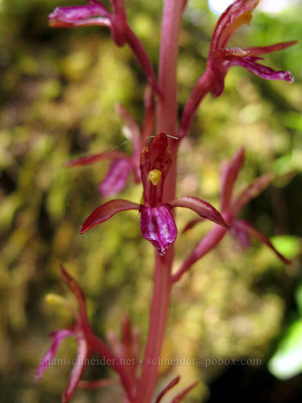 western coral-root orchid (Corallorhiza mertensiana) [Kopetski Trail, Opal Creek Scenic Recreation Area, Marion County, Oregon]