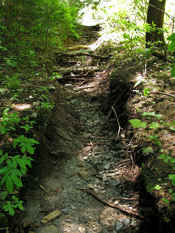 eroded trail [Opal Lake Trail, Opal Creek Wilderness, Marion County, Oregon]