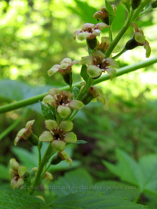 stink currant (Ribes bracteosum) [Opal Lake Trail, Opal Creek Wilderness, Marion County, Oregon]