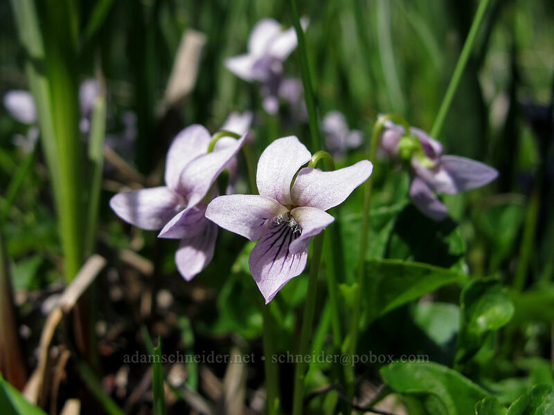 marsh violets (Viola palustris) [Opal Lake Trail, Opal Creek Wilderness, Marion County, Oregon]