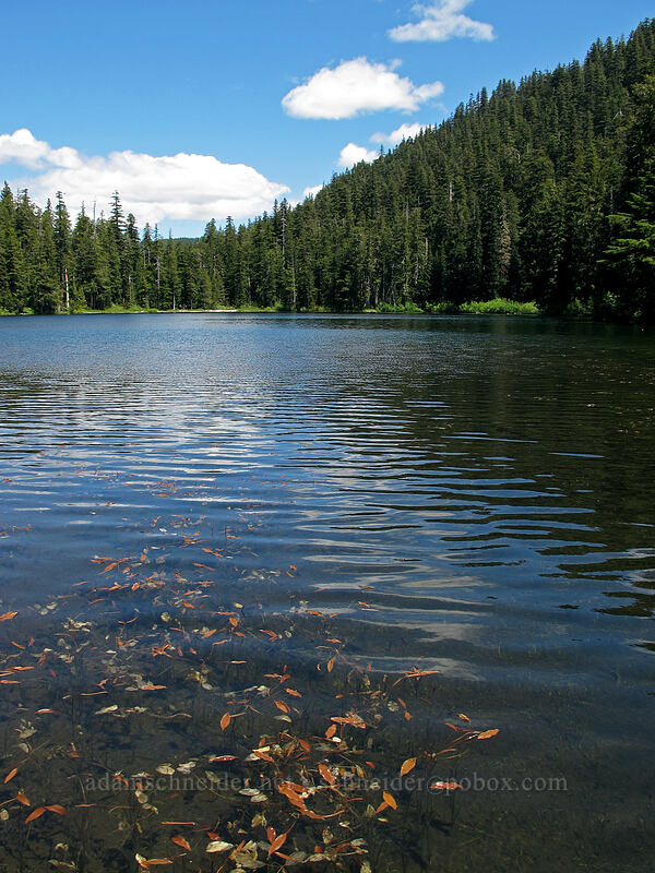 Opal Lake [Opal Lake Trail, Opal Creek Wilderness, Marion County, Oregon]
