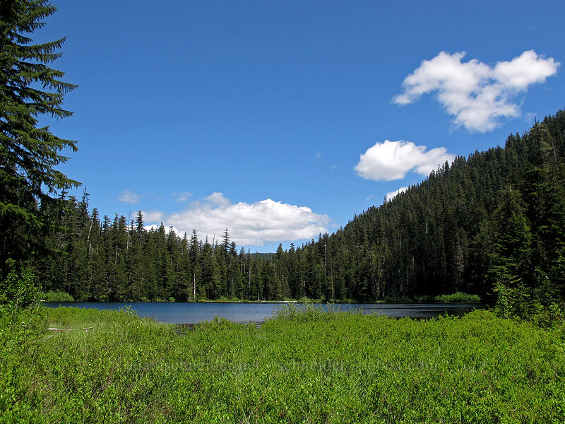Opal Lake [Opal Lake Trail, Opal Creek Wilderness, Marion County, Oregon]