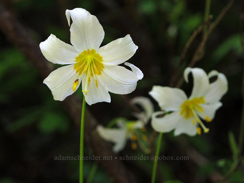 avalanche lilies (Erythronium montanum) [Opal Lake Trail, Opal Creek Wilderness, Marion County, Oregon]