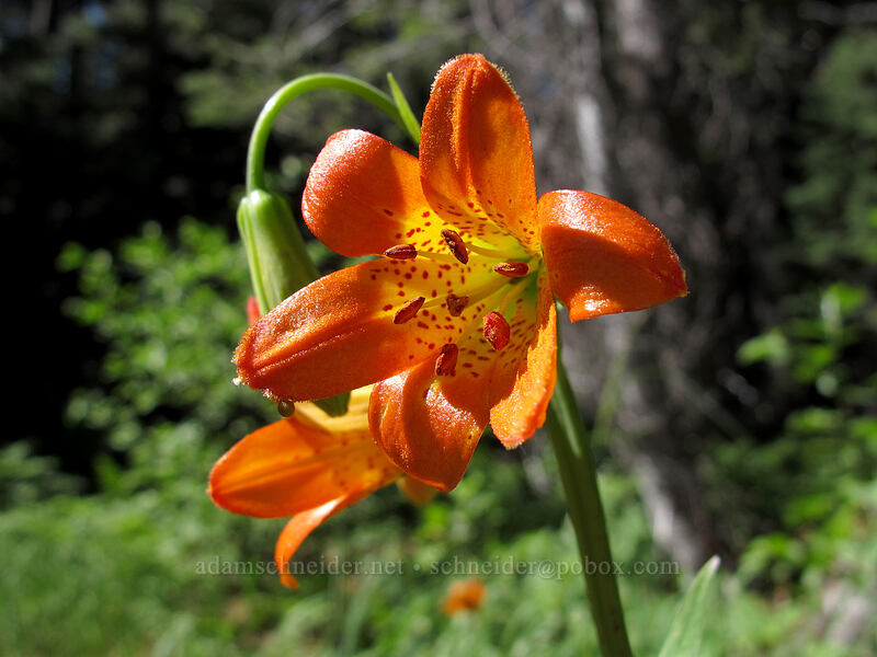 Sierra tiger lily (Lilium parvum) [Osgood Swamp, Lake Tahoe Basin, El Dorado County, California]