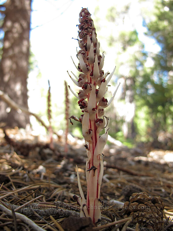 sugarstick (Allotropa virgata) [Osgood Swamp, Lake Tahoe Basin, El Dorado County, California]