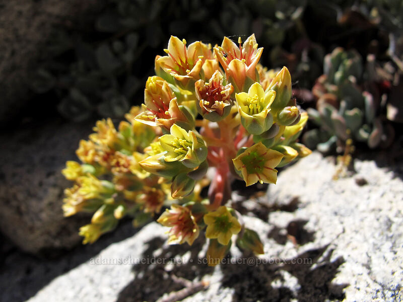 Sierra stonecrop (Sedum obtusatum) [Pyramid Creek, Desolation Wilderness, El Dorado County, California]