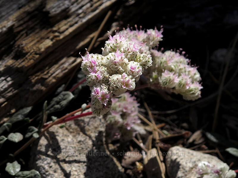 pussypaws (Calyptridium monospermum (Cistanthe monosperma)) [Pyramid Creek Trail, Lake Tahoe Basin, El Dorado County, California]