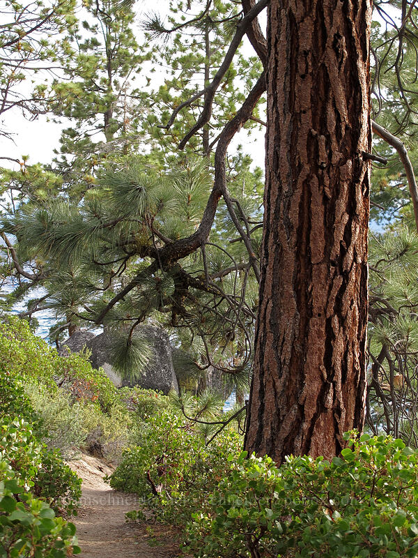 Jeffrey pine (Pinus jeffreyi) [Chimney Beach-Secret Cove Trail, Lake Tahoe Basin, Carson City County, Nevada]