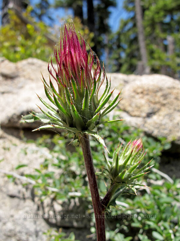 rose thistle (Cirsium andersonii) [Shirley Canyon Trail, Squaw Valley, Placer County, California]