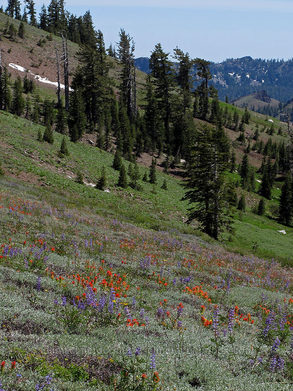 wildflowers [Emigrant Peak, Squaw Valley, Placer County, California]