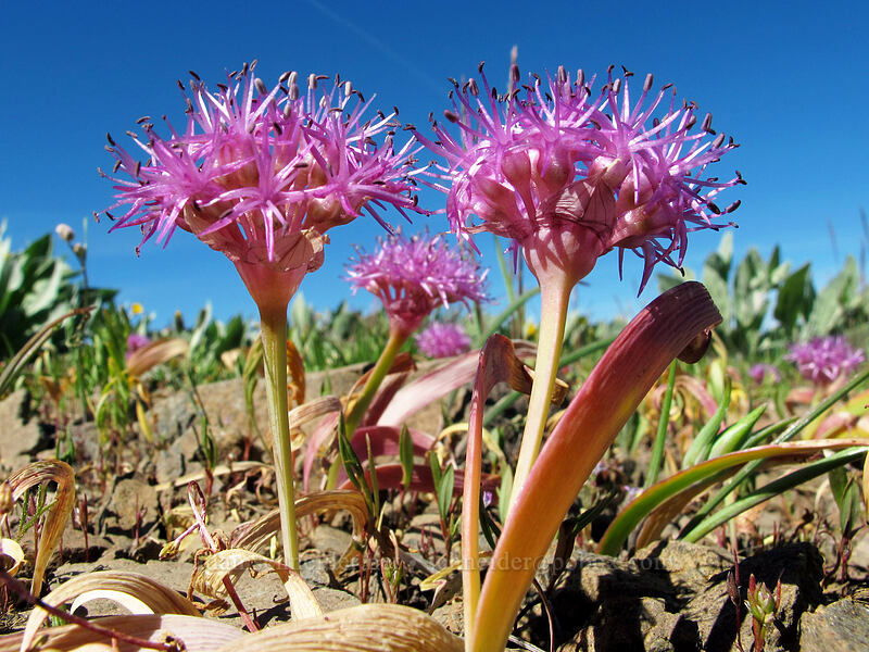 flat-stem onion (pink star onion) (Allium platycaule) [High Camp, Squaw Valley, Placer County, California]
