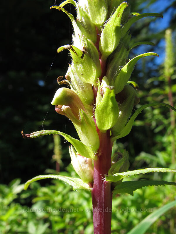 bracted lousewort (Pedicularis bracteosa) [Sunrise Trail, Gifford Pinchot National Forest, Skamania County, Washington]