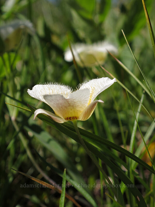 subalpine mariposa lily (Calochortus subalpinus) [Sunrise connector trail (262A), Gifford Pinchot National Forest, Skamania County, Washington]