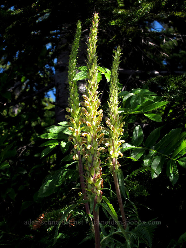 bracted lousewort (Pedicularis bracteosa) [Sunrise connector trail (262A), Gifford Pinchot National Forest, Skamania County, Washington]