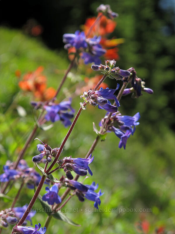 fine-toothed penstemon (Penstemon subserratus) [Sunrise connector trail (262A), Gifford Pinchot National Forest, Washington]