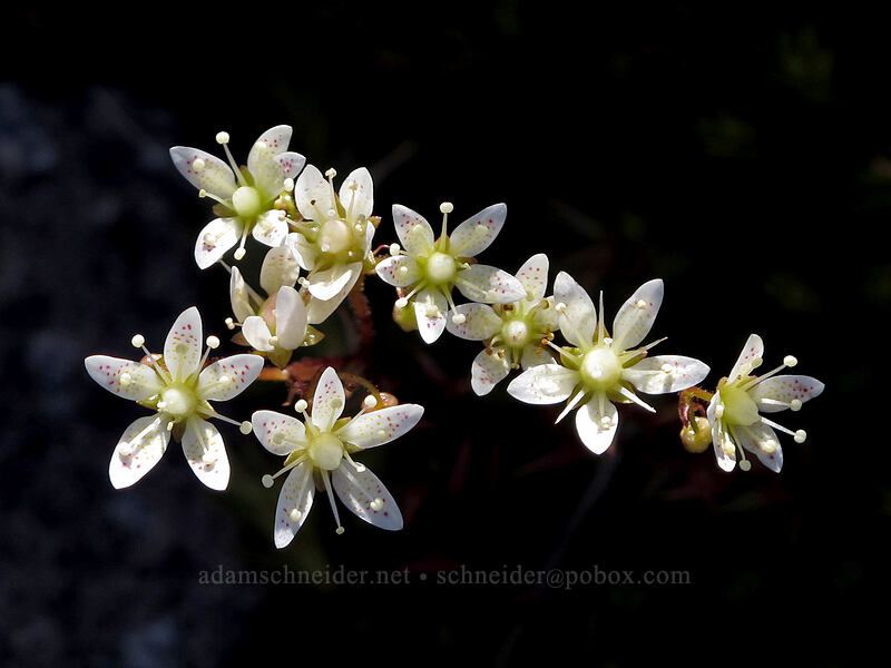 spotted saxifrage (Saxifraga bronchialis ssp. austromontana (Saxifraga austromontana)) [Sunrise Peak Trail, Gifford Pinchot National Forest, Skamania County, Washington]