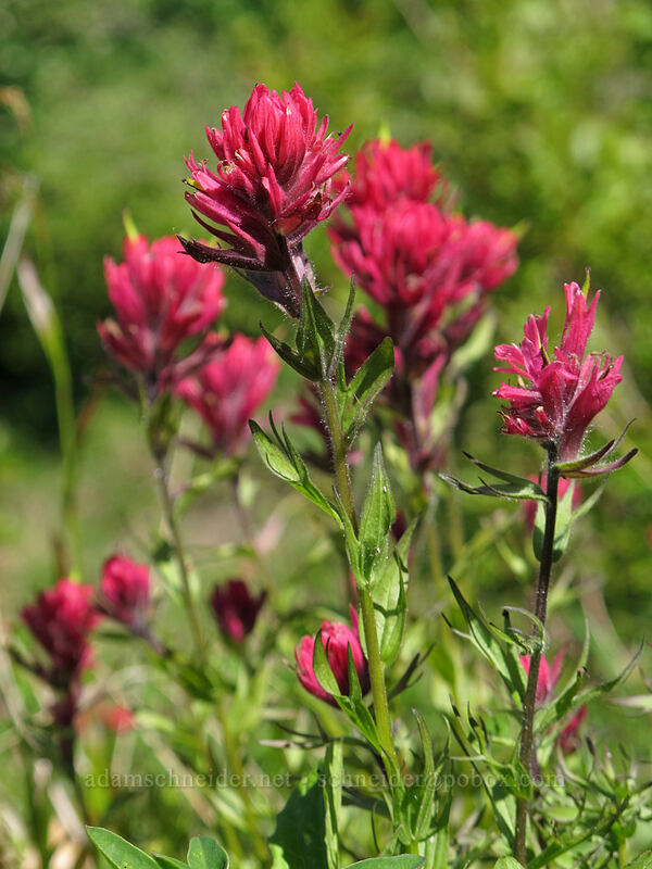 magenta paintbrush (Castilleja parviflora var. oreopola) [Juniper Ridge Trail, Gifford Pinchot National Forest, Skamania County, Washington]