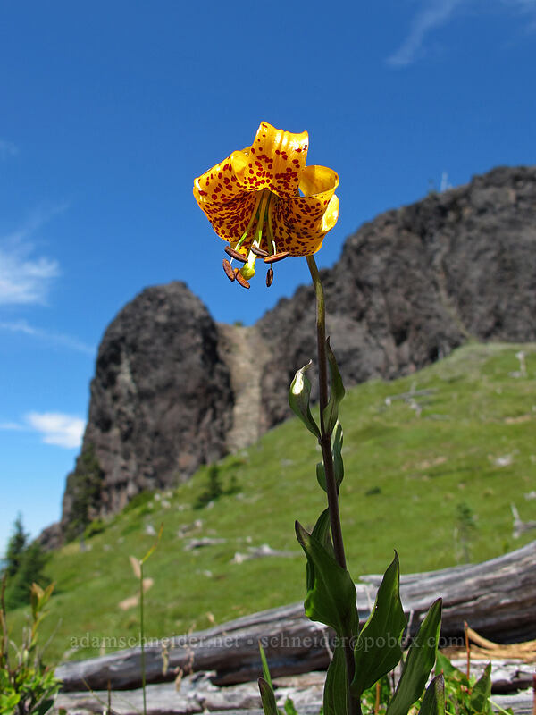 tiger lily & Jumbo Peak (Lilium columbianum) [Juniper Ridge Trail, Gifford Pinchot National Forest, Skamania County, Washington]