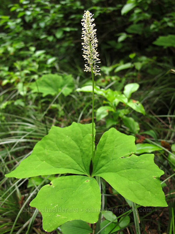 vanilla-leaf (Achlys triphylla) [Sunrise Trail, Gifford Pinchot National Forest, Skamania County, Washington]
