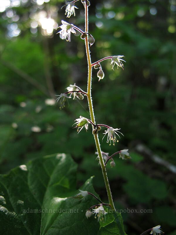 foamflower (Tiarella trifoliata) [Twin Falls Campground, Gifford Pinchot National Forest, Skamania County, Washington]