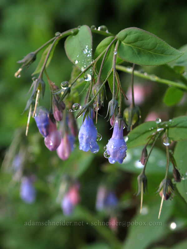 tall bluebells (Mertensia paniculata) [Pacific Crest Trail, Alpine Lakes Wilderness, King County, Washington]