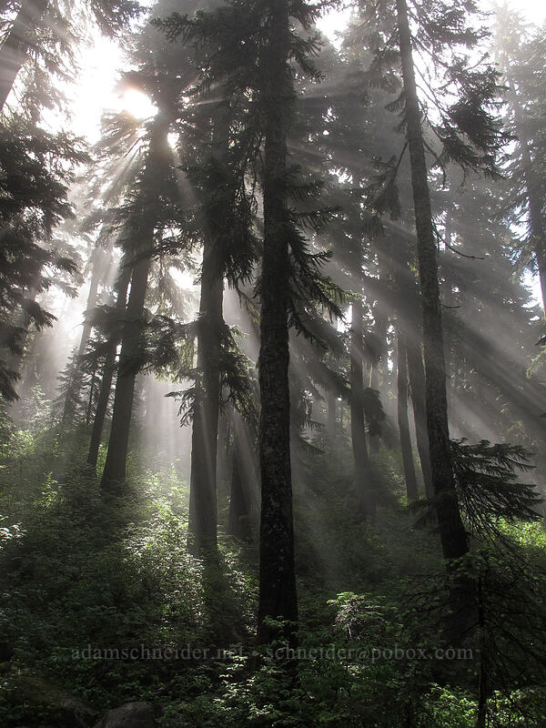 sunlight through foggy trees [Pacific Crest Trail, Alpine Lakes Wilderness, King County, Washington]