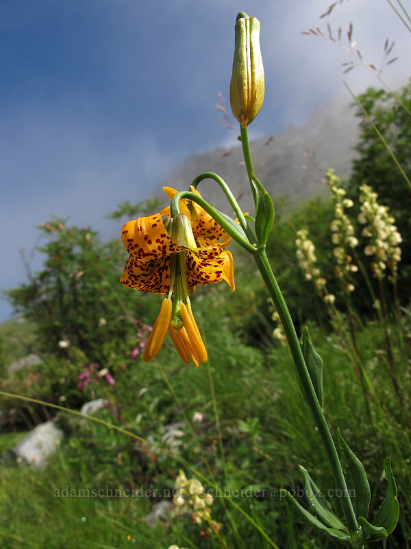 tiger lilies (Lilium columbianum) [Pacific Crest Trail, Alpine Lakes Wilderness, King County, Washington]