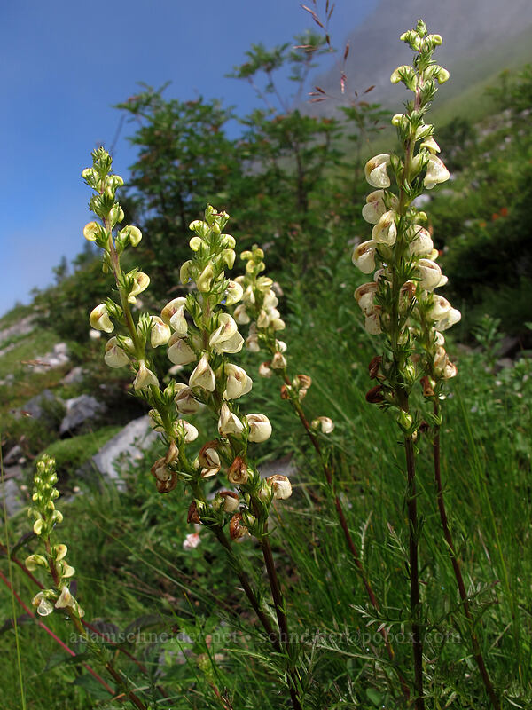 coiled-beak lousewort (Pedicularis contorta) [Pacific Crest Trail, Alpine Lakes Wilderness, King County, Washington]