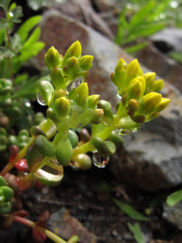 Cascade stonecrop (Sedum divergens) [Pacific Crest Trail, Alpine Lakes Wilderness, King County, Washington]