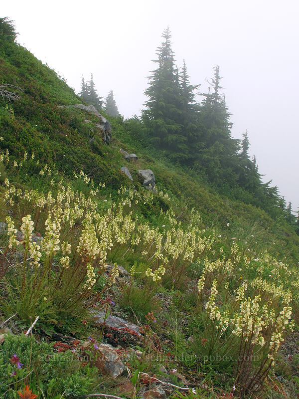 coiled-beak lousewort (Pedicularis contorta) [Kendall Peak, Alpine Lakes Wilderness, King County, Washington]