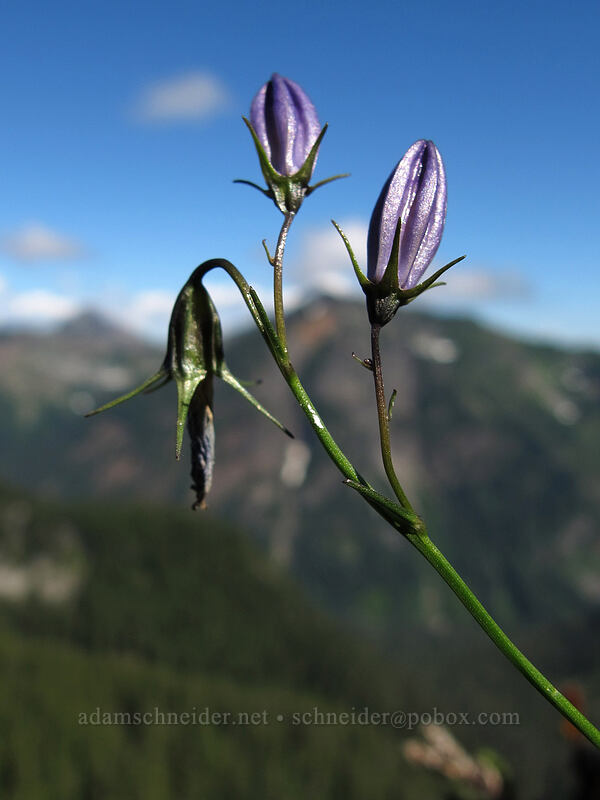 harebells (Campanula rotundifolia) [Pacific Crest Trail, Alpine Lakes Wilderness, Kittitas County, Washington]
