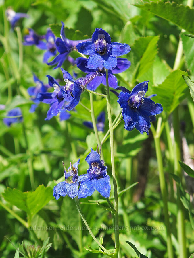 rockslide larkspur (Delphinium glareosum) [below Kendall Peak, Alpine Lakes Wilderness, King County, Washington]