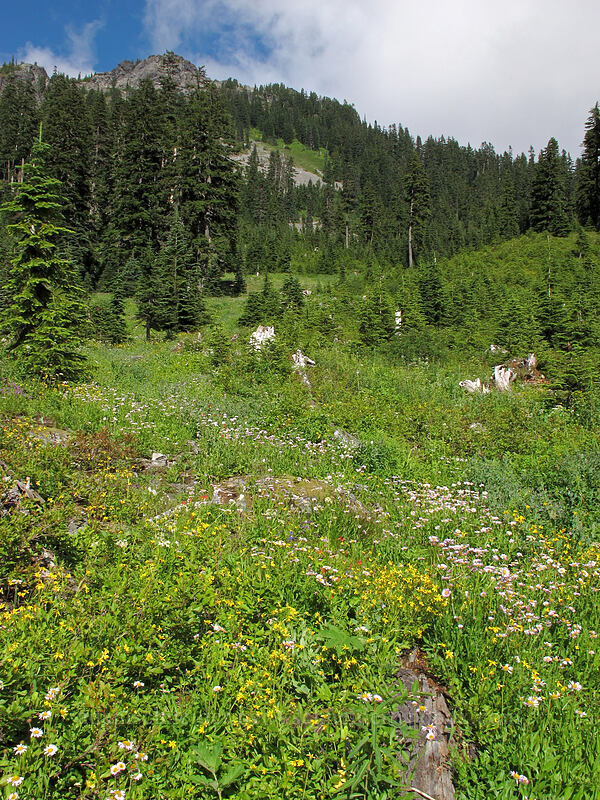 Kendall Peak & wildflowers [below Kendall Peak, Alpine Lakes Wilderness, King County, Washington]