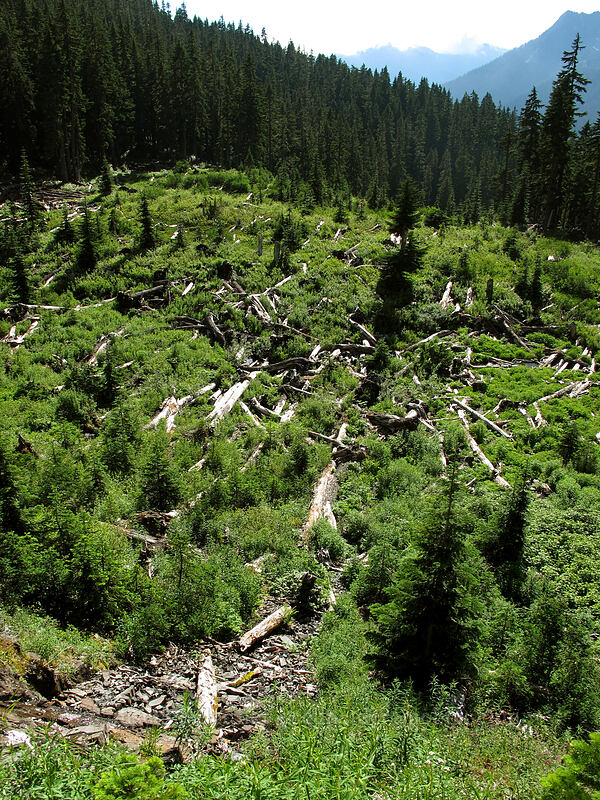avalanche-downed trees [below Kendall Peak, Alpine Lakes Wilderness, King County, Washington]