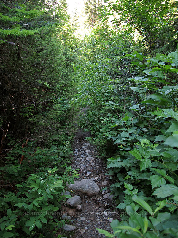 overgrown trail [Commonwealth Basin Trail, Snoqualmie National Forest, King County, Washington]