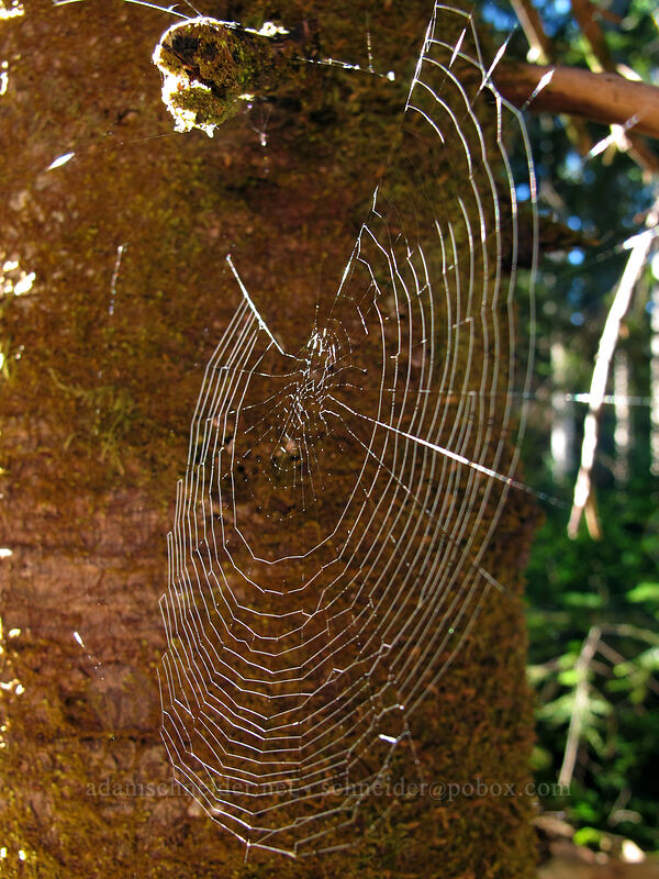 spider web [Top Spur Trail, Mt. Hood National Forest, Clackamas County, Oregon]