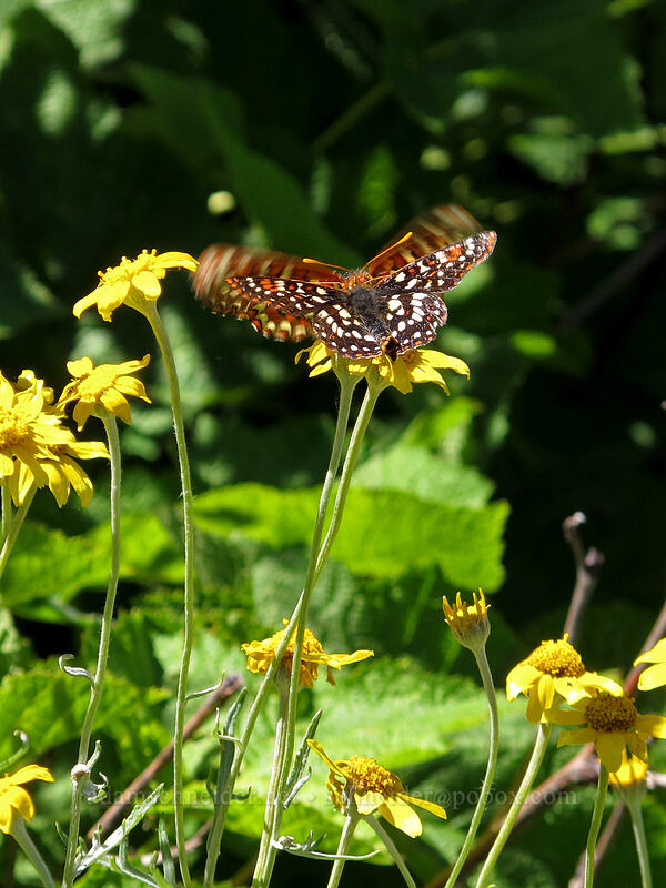 checkerspot butterflies on arnica (Euphydryas chalcedona, Arnica sp.) [Bald Mountain, Mt. Hood Wilderness, Clackamas County, Oregon]