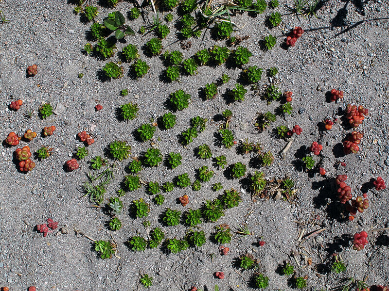 partridgefoot & stonecrop dots (Luetkea pectinata, Sedum divergens) [Ladd Glacier moraine, Mt. Hood Wilderness, Hood River County, Oregon]