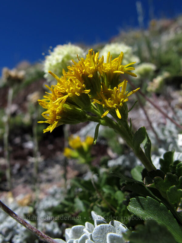 alpine goldenrod (Solidago simplex var. nana) [below Barrett Spur, Mt. Hood Wilderness, Hood River County, Oregon]