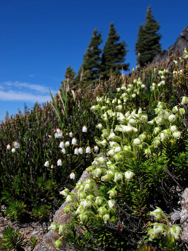 white & yellow mountain heather (Cassiope mertensiana, Phyllodoce glanduliflora) [above Cairn Basin, Mt. Hood Wilderness, Hood River County, Oregon]