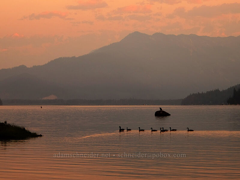 Canada geese & Dirtyface Mountain [Lake Wenatchee State Park, Chelan County, Washington]