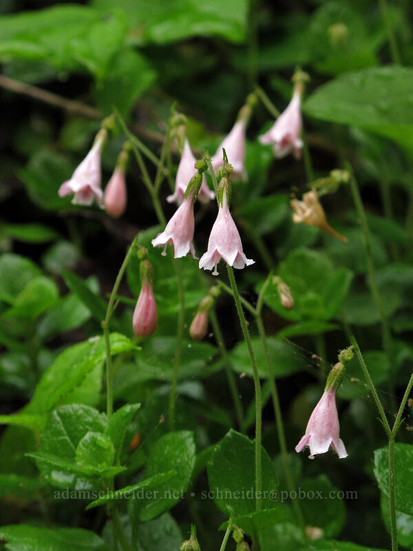twinflowers (Linnaea borealis) [Cady Creek Trail, Okanogan-Wenatchee National Forest, Chelan County, Washington]
