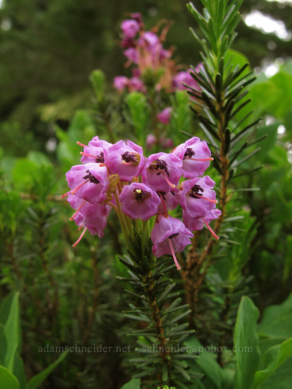 pink mountain heather (Phyllodoce empetriformis) [Cady Ridge Trail, Henry M. Jackson Wilderness, Chelan County, Washington]