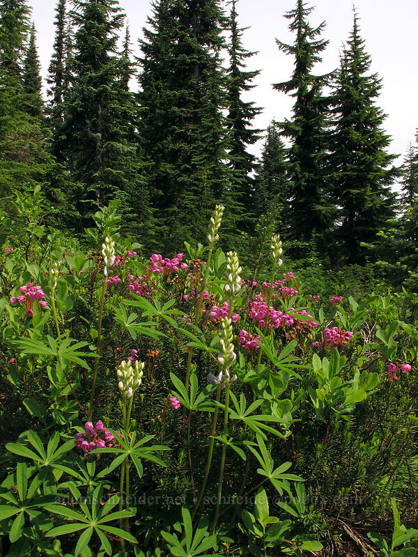 lupines & heather (Lupinus latifolius, Phyllodoce empetriformis) [Cady Ridge Trail, Henry M. Jackson Wilderness, Chelan County, Washington]