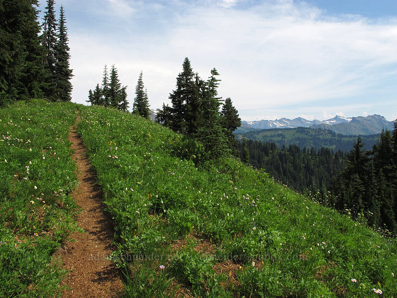 meadow [Cady Ridge Trail, Henry M. Jackson Wilderness, Chelan County, Washington]