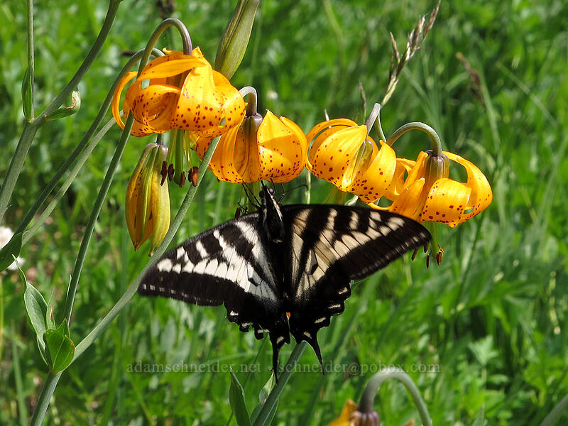 pale swallowtail butterfly on tiger lilies (Papilio eurymedon, Lilium columbianum) [Cady Ridge Trail, Henry M. Jackson Wilderness, Chelan County, Washington]