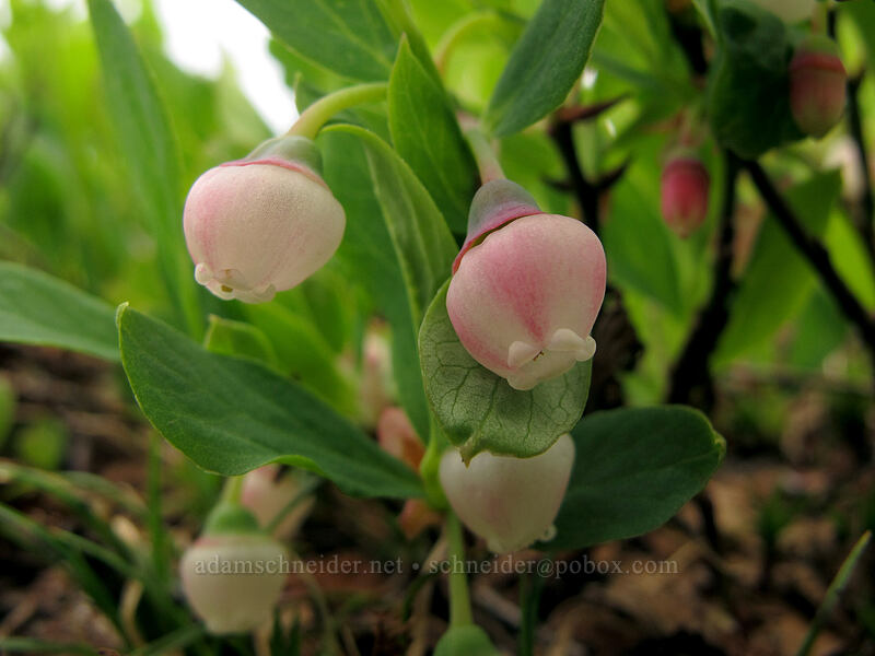 huckleberry flowers (Vaccinium sp.) [Cady Ridge Trail, Henry M. Jackson Wilderness, Chelan County, Washington]