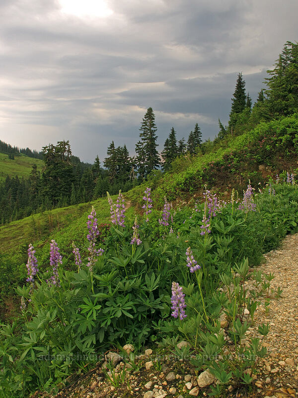 lupines & stormy skies [Pacific Crest Trail, Henry M. Jackson Wilderness, Chelan County, Washington]